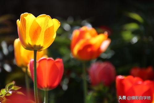 怎么在头条做花篮,轻松学会如何制作花篮，打造美丽生活新风尚