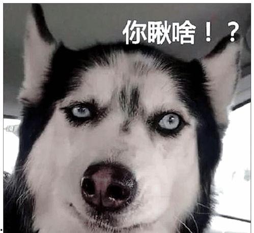 带你吃瓜制裁二哈,制裁二哈背后的故事与启示