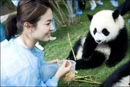 韩国明星和熊猫,文化交流的温馨瞬间