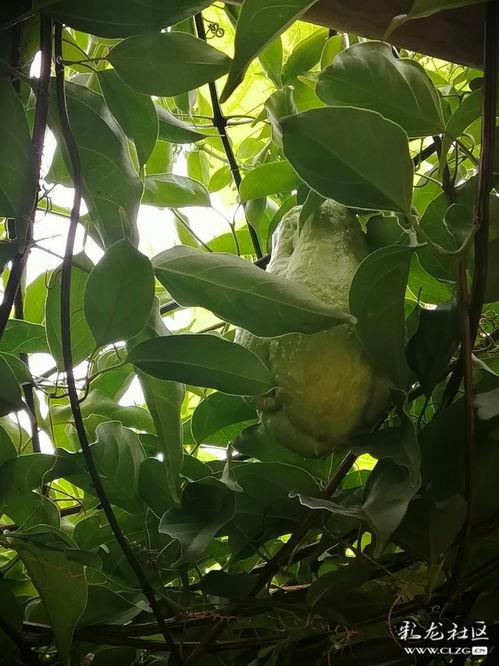 梦见吃瓜叶,揭秘吃瓜叶的神秘寓意