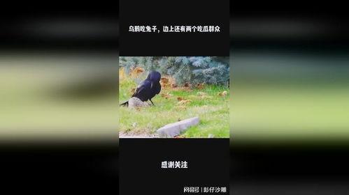 瓜地怎么防乌鸦吃瓜,守护丰收的秘密武器