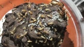 蚂蚁吃辣椒的瓜