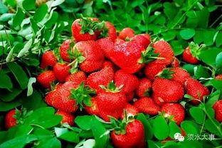阜阳高速路口网红草莓,网红草莓助力乡村振兴