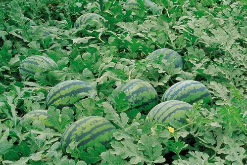 姐妹群名称吃瓜,吃瓜背后的欢乐与秘密