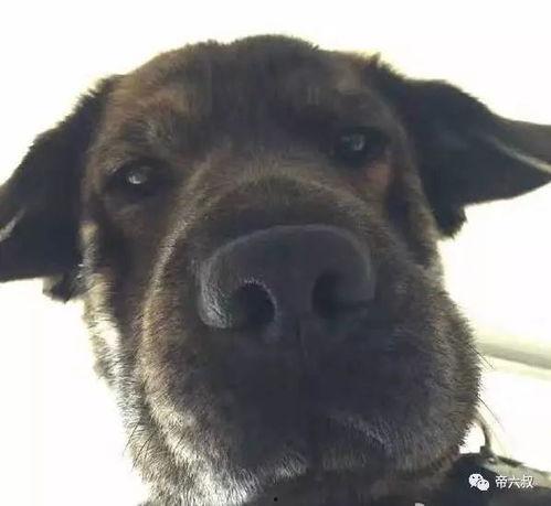 狗吃瓜头像情侣,狗吃瓜头像情侣的浪漫故事