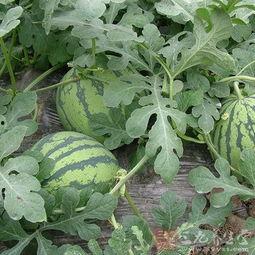 吃西瓜吃到水瓜,一场味蕾的奇幻之旅